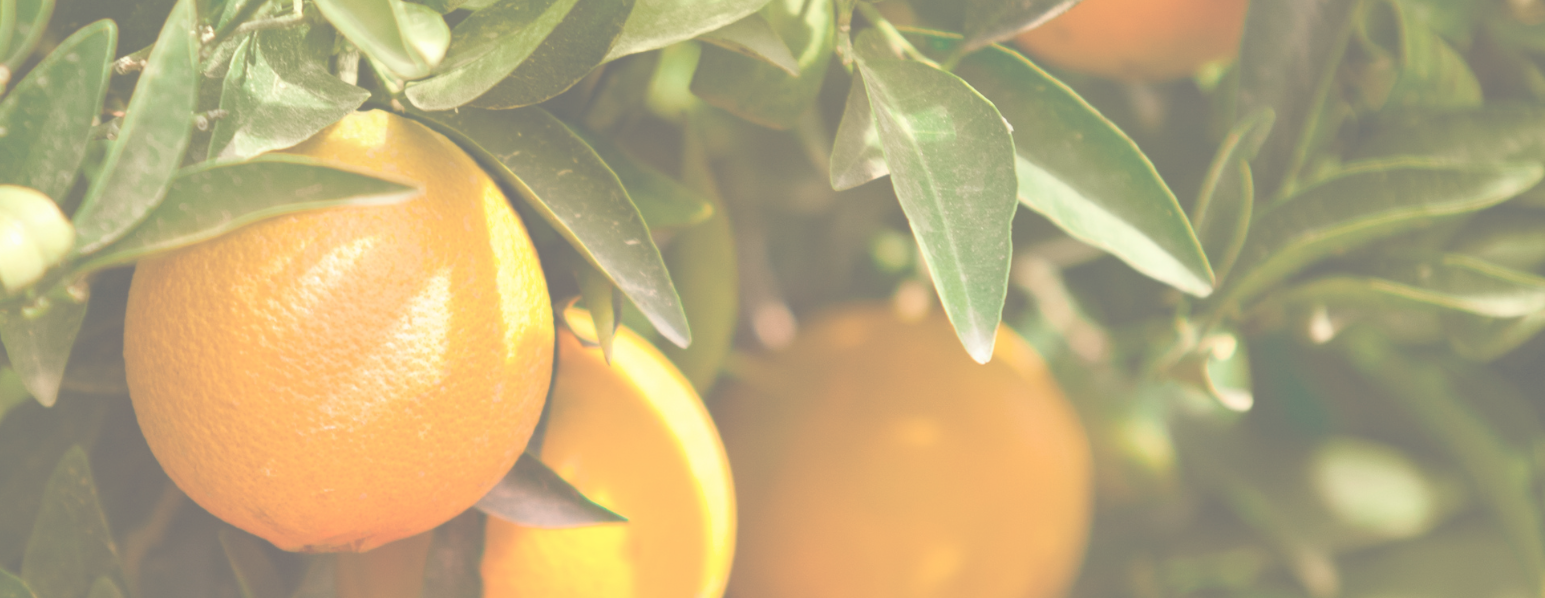 BuckFin 2026 - Sponsorships